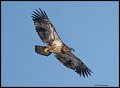 _3SB2280 immature bald eagle